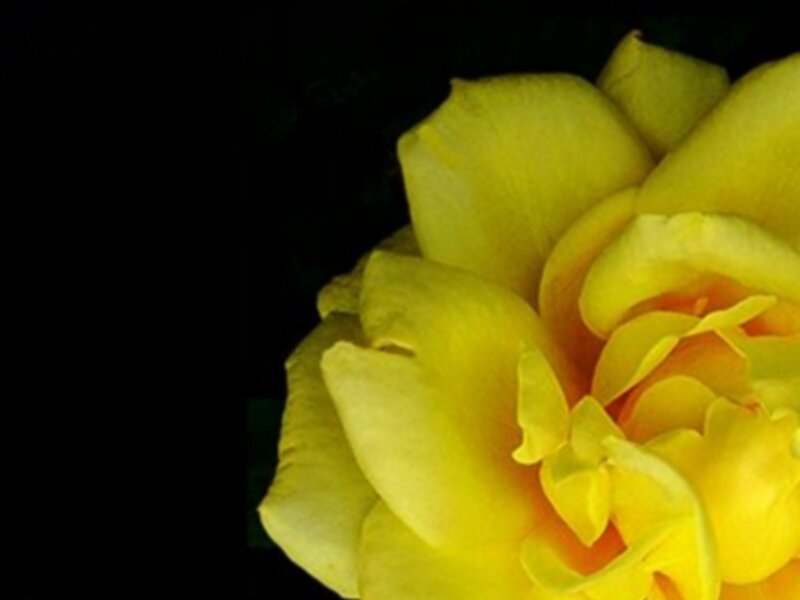 yellow rose close-up