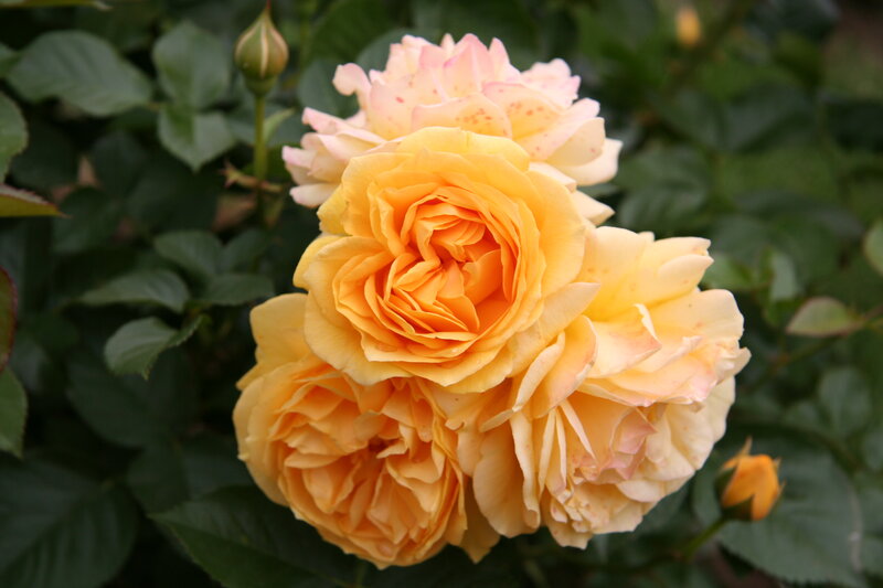 Yellow Rose Cluster