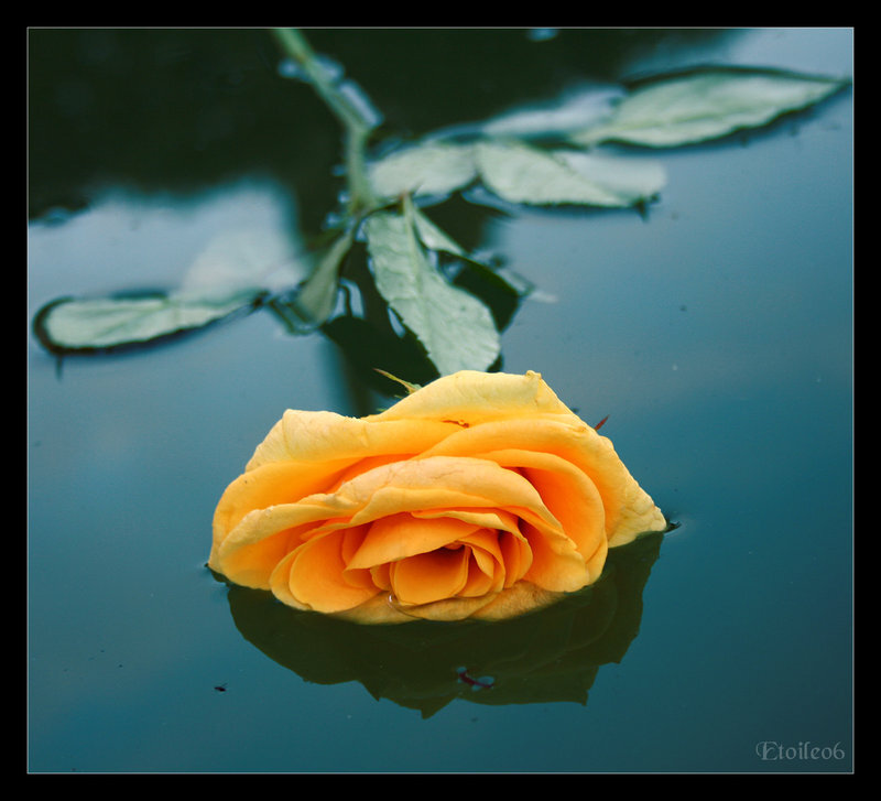 Yellow Rose Floating