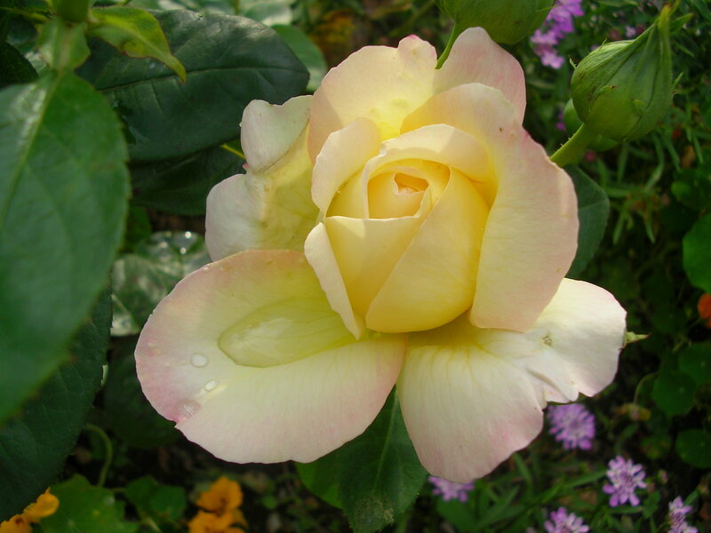 Yellow Rose Flower — Calm, Afternoon, Photograph, Green Leaves, Flower Bud, Small Purple Flowers