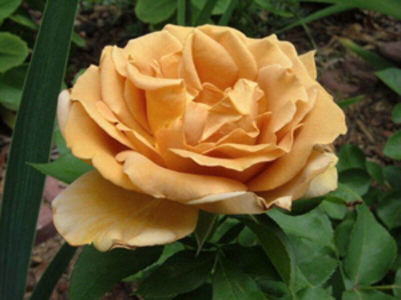 Yellow Rose Flower — Calm, Afternoon, Photograph, Green Leaves, Garden, Green