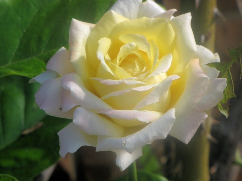 Yellow Rose Flower — Calm, Afternoon, Photograph, Green Leaves, Thorns