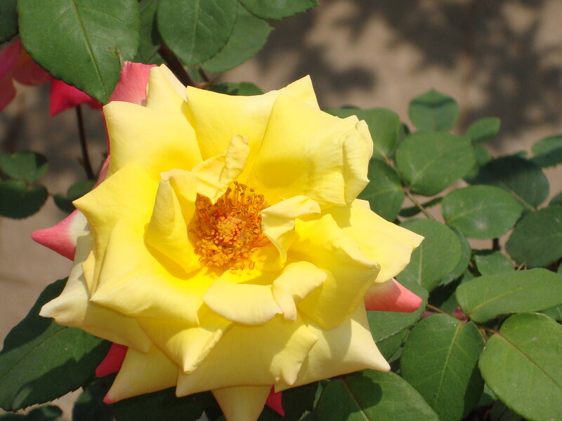 Yellow Rose Flower — Calm, Afternoon, Photograph