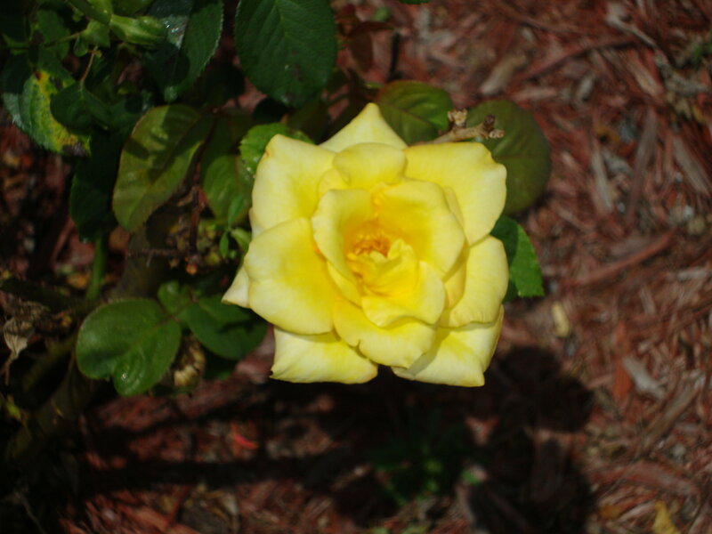 Yellow Rose Flower — Calm, Afternoon