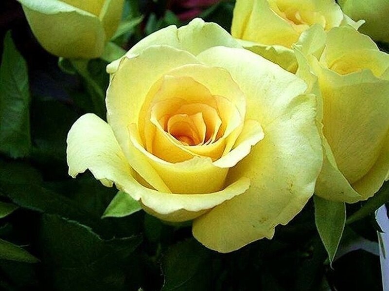Yellow Rose Flower — Calm, Photograph, Bloom