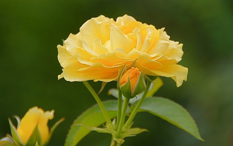 Yellow Rose Flower — Calm, Photograph, Bud, Leaf