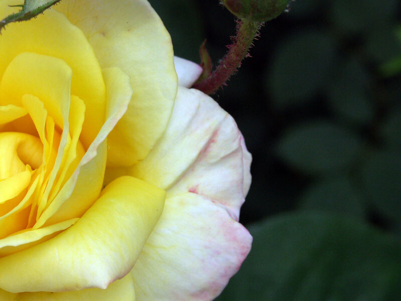 Yellow Rose Flower — Calm, Photograph, Bud, Stem