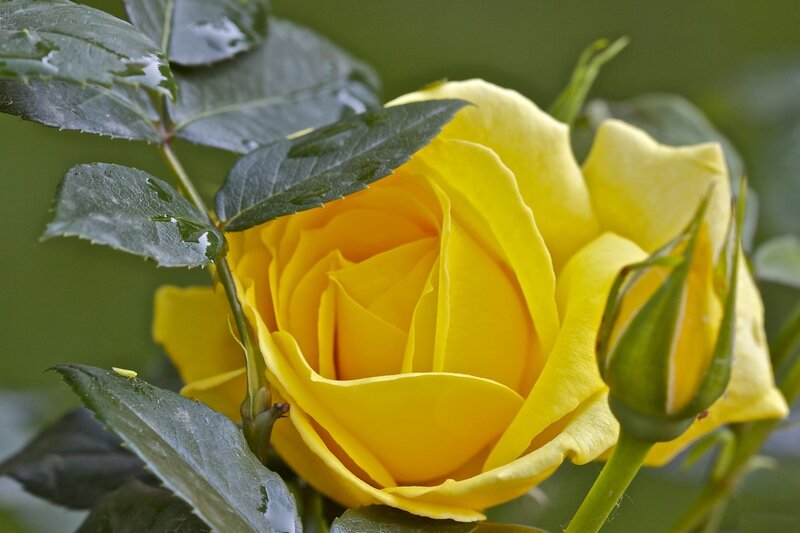 Yellow Rose Flower — Calm, Photograph, Bud