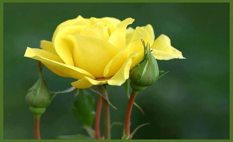 Yellow Rose Flower — Calm, Photograph, Buds, Stem