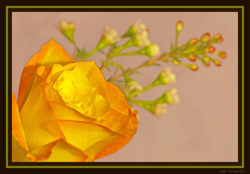 Yellow Rose Flower — Calm, Photograph, Buds