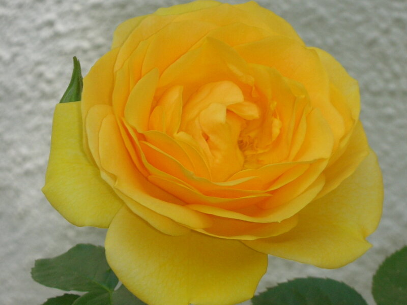 Yellow Rose Flower — Calm, Photograph, Green Leaf