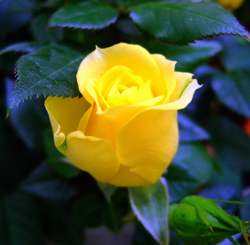 Yellow Rose Flower — Calm, Photograph, Green Leaves, Bud