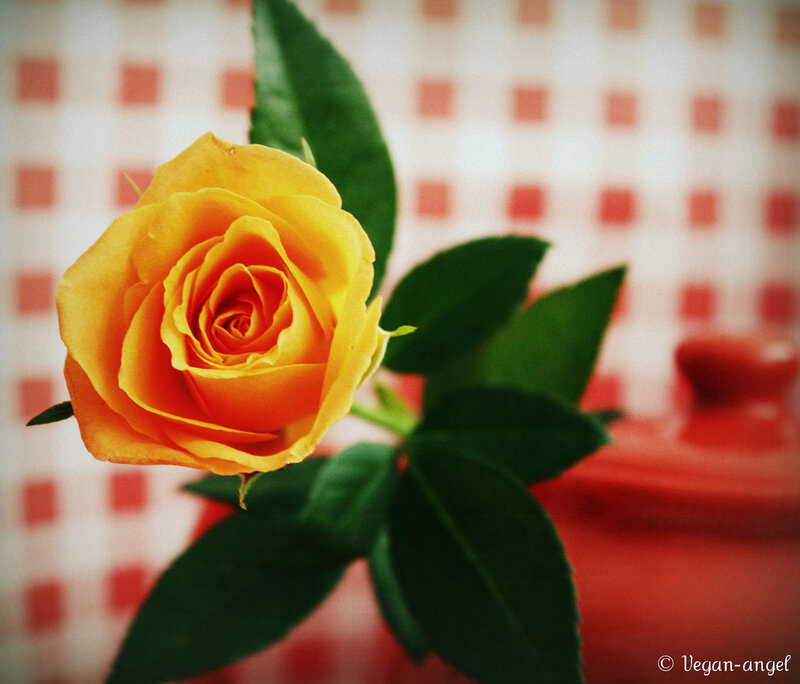 Yellow Rose Flower — Calm, Photograph, Green Leaves, Checkered Pattern