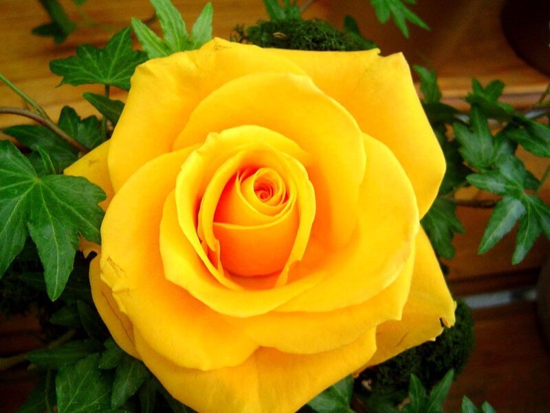 Yellow Rose Flower — Calm, Photograph, Green Leaves, Moss