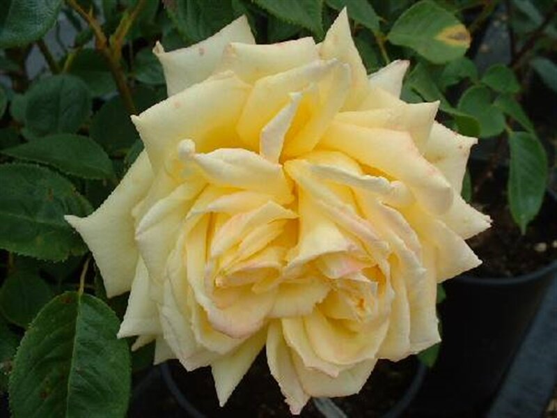 Yellow Rose Flower — Calm, Photograph, Green Leaves, Pot
