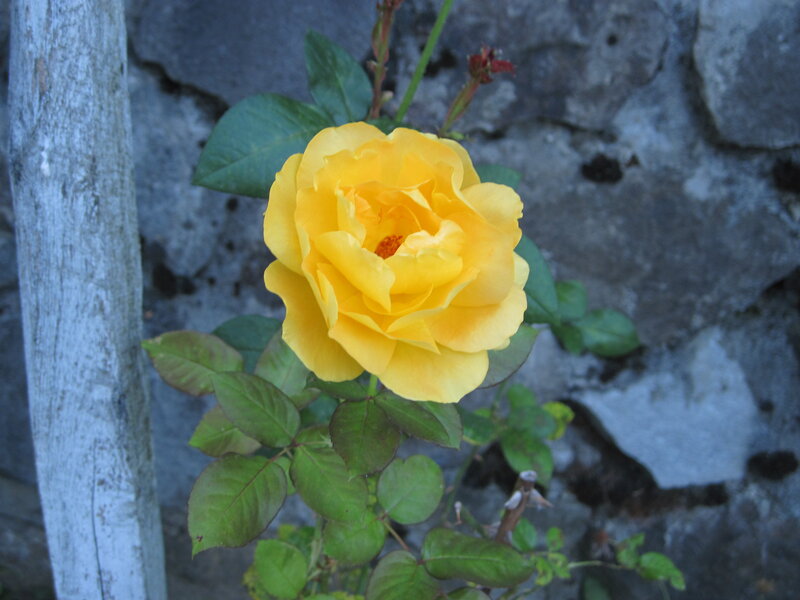 Yellow Rose Flower — Calm, Photograph, Green Leaves, Stone Wall