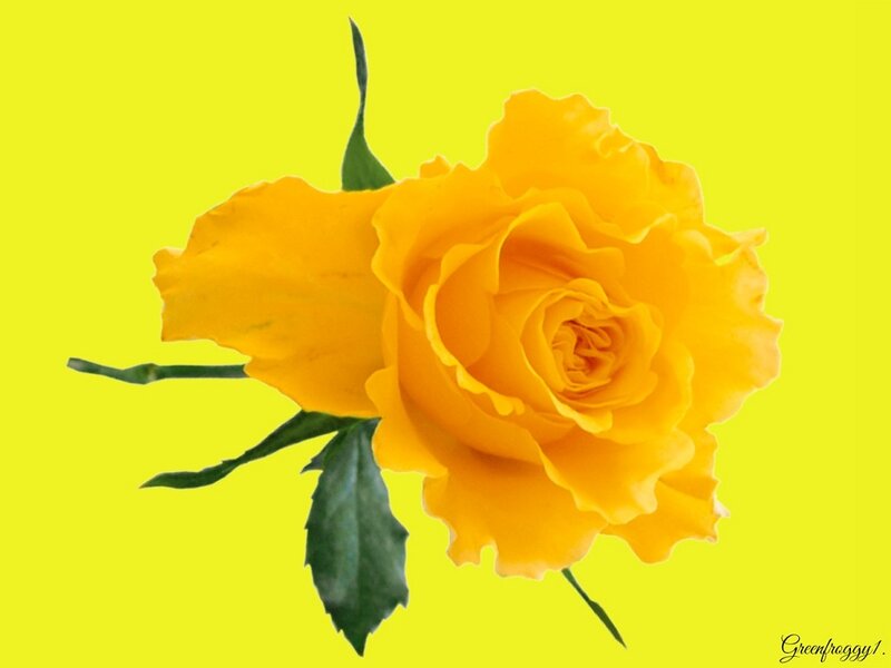 Yellow Rose Flower — Calm, Photograph, Leaf, Stem
