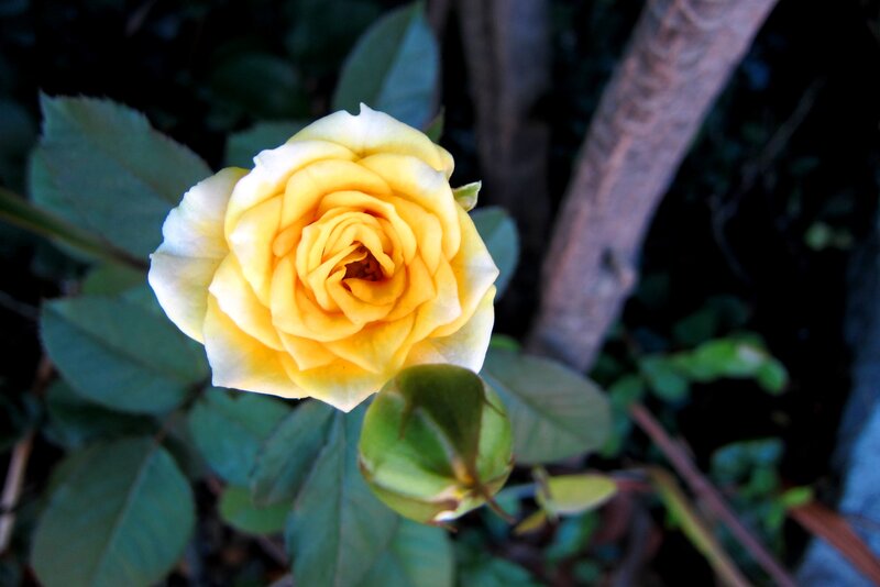 Yellow Rose Flower — Calm, Photograph, Leaf