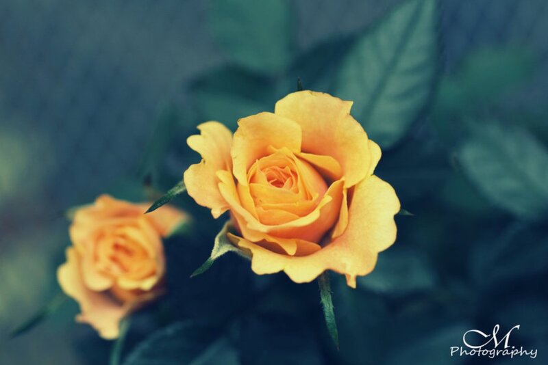 Yellow Rose Flower — Calm, Photograph, Leaves