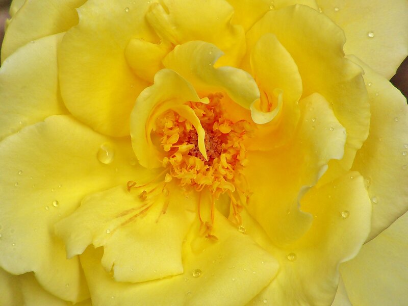 Yellow Rose Flower — Calm, Photograph, Petals, Stamen, Water Droplets