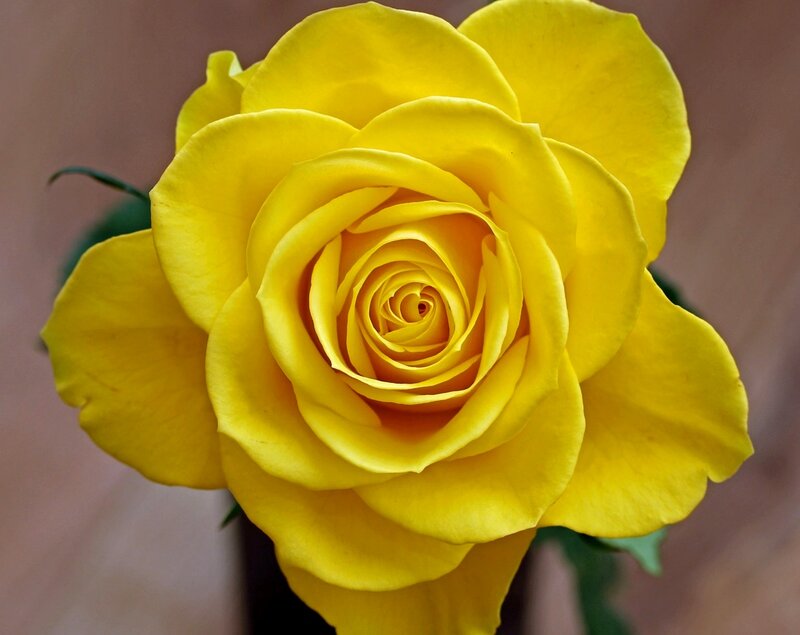 Yellow Rose Flower — Calm, Photograph, Petals, Stem