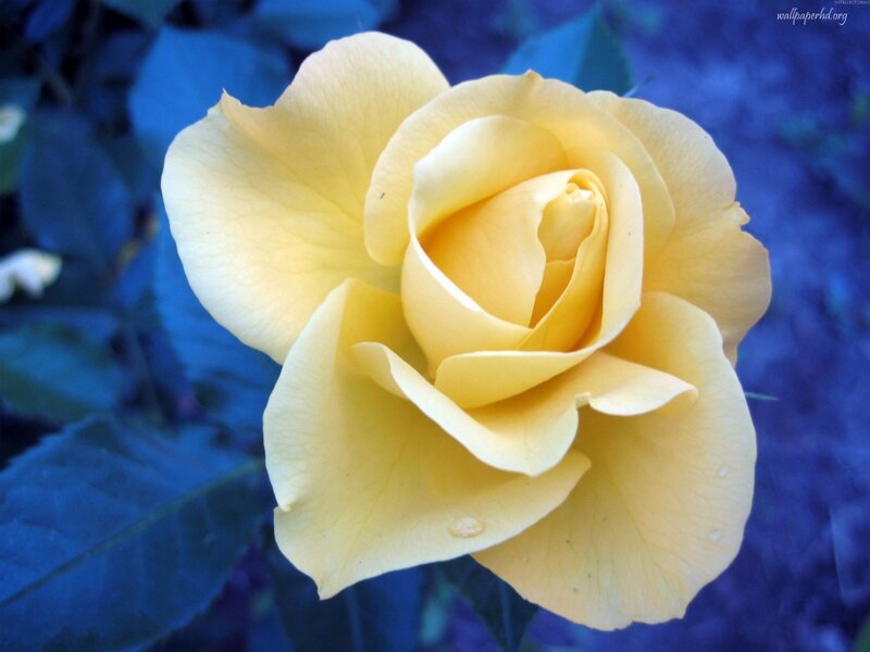 Yellow Rose Flower — Calm, Photograph, Petals