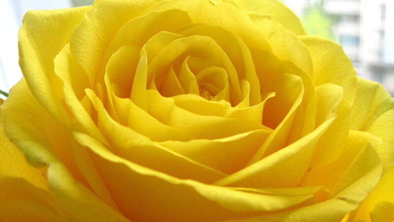 Yellow Rose Flower — Calm, Photograph, Petals, Window