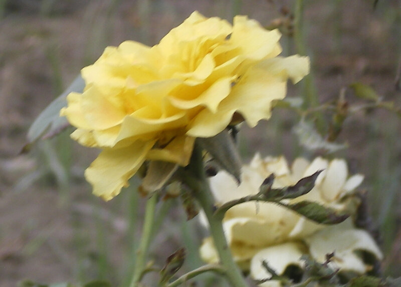 Yellow Rose Flower — Calm, Photograph, Stem, Leaf