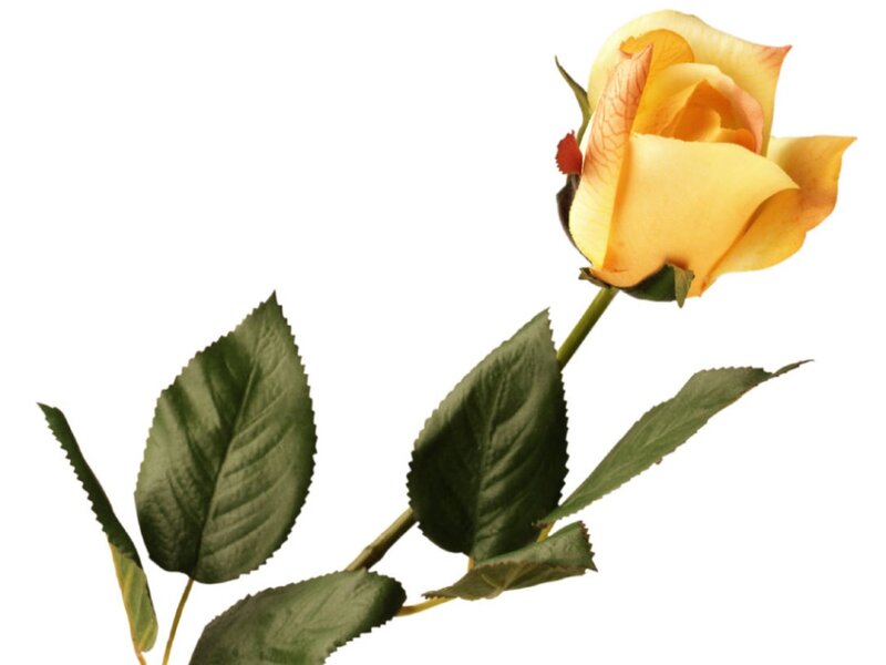 Yellow Rose Flower — Calm, Photograph, Stem, Leaves