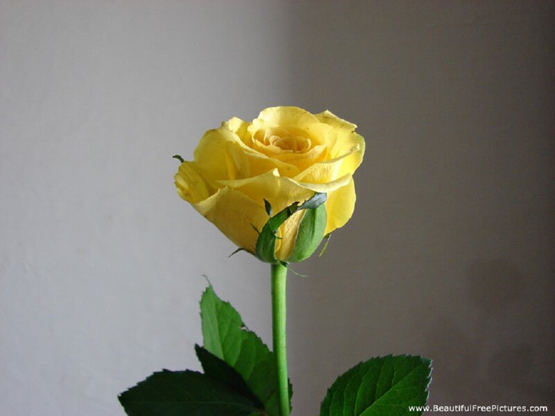 Yellow Rose Flower — Calm, Photograph, Stem, Leaves, Wall