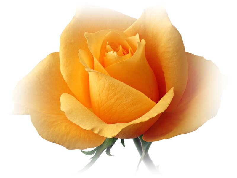 Yellow Rose Flower — Calm, Photograph, Stem, Petals