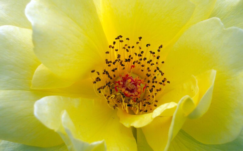 Yellow Rose Flower — Calm, Photograph