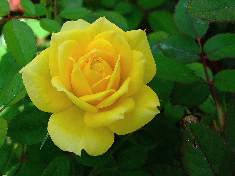 Yellow Rose Flower — Calm, Summer