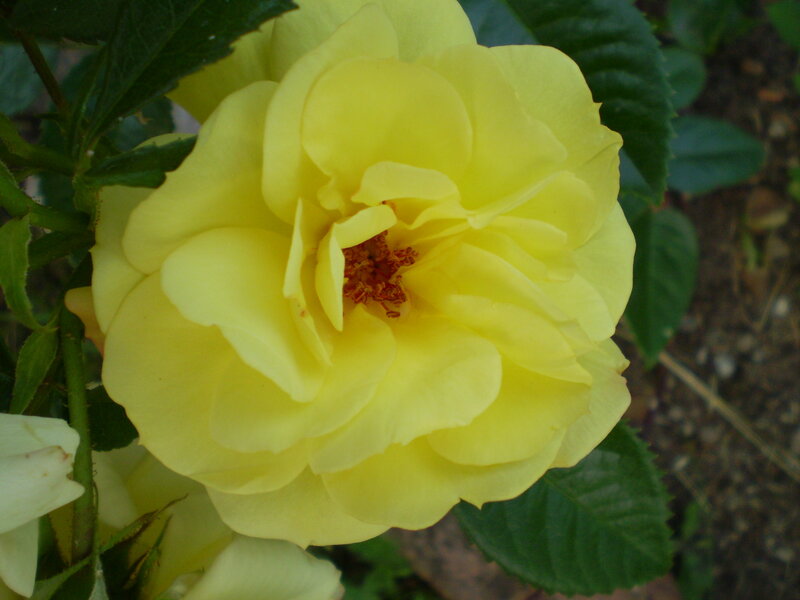 Yellow Rose Flower — Calm