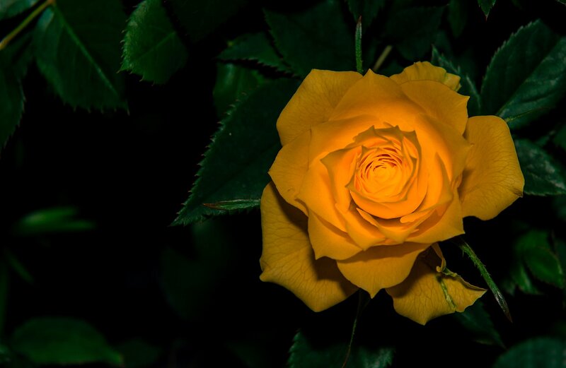 Yellow Rose Flower — Dramatic, Night, Photograph, Leaves