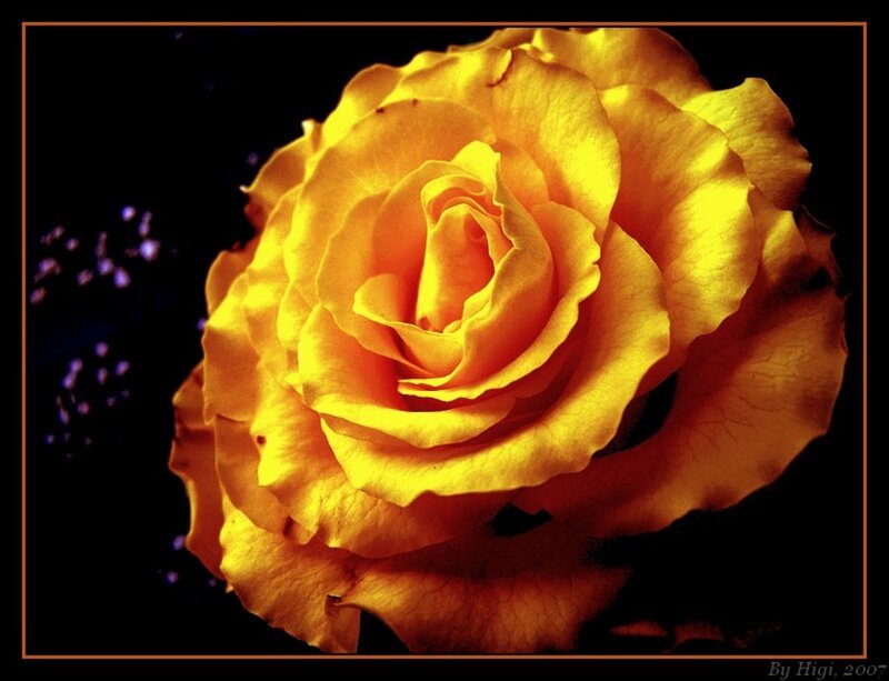 Yellow Rose Flower — Dramatic, Night, Photograph