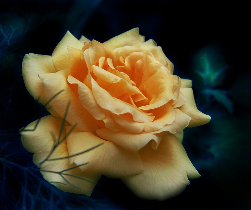 Yellow Rose Flower — Dramatic, Night