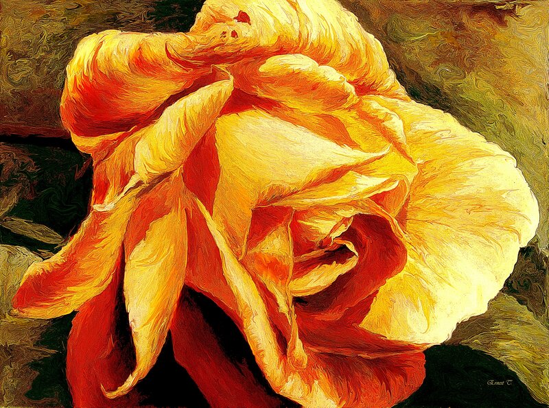 Yellow Rose Flower — Dramatic, Painting, Petals