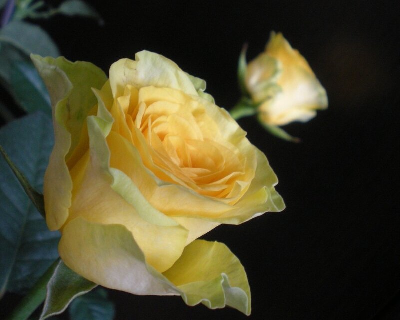 Yellow Rose Flower — Dramatic, Photograph, Bud, Leaves