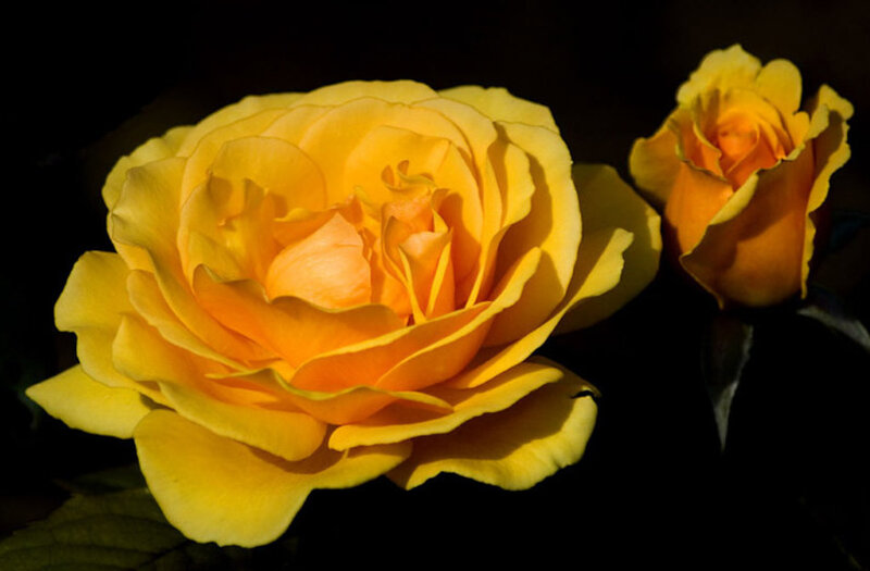 Yellow Rose Flower — Dramatic, Photograph, Bud