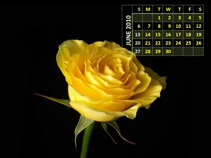 Yellow Rose Flower — Dramatic, Photograph, Calendar