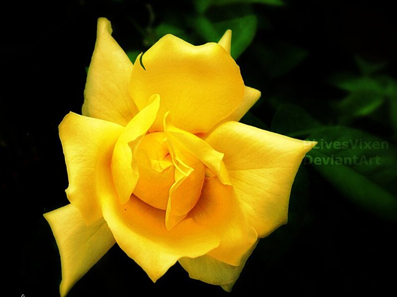 Yellow Rose Flower — Dramatic, Photograph, Green Leaves