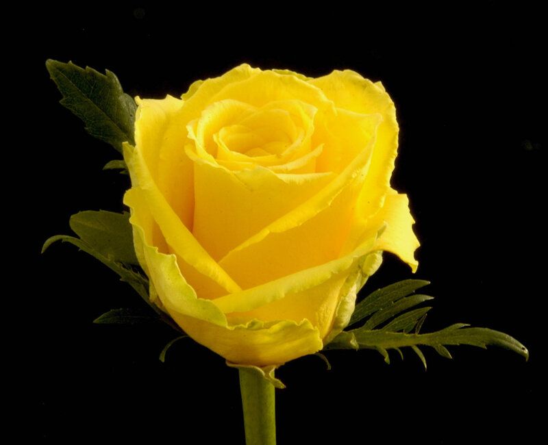 Yellow Rose Flower — Dramatic, Photograph, Leaf, Stem