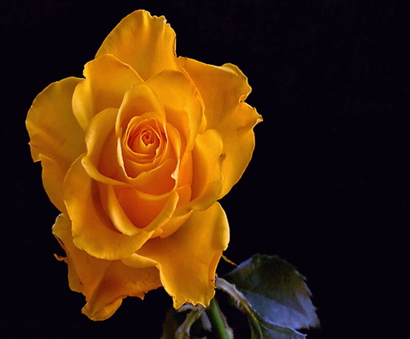 Yellow Rose Flower — Dramatic, Photograph, Leaf