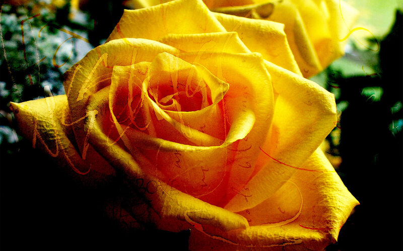 Yellow Rose Flower — Dramatic, Photograph, Petals, Leaves