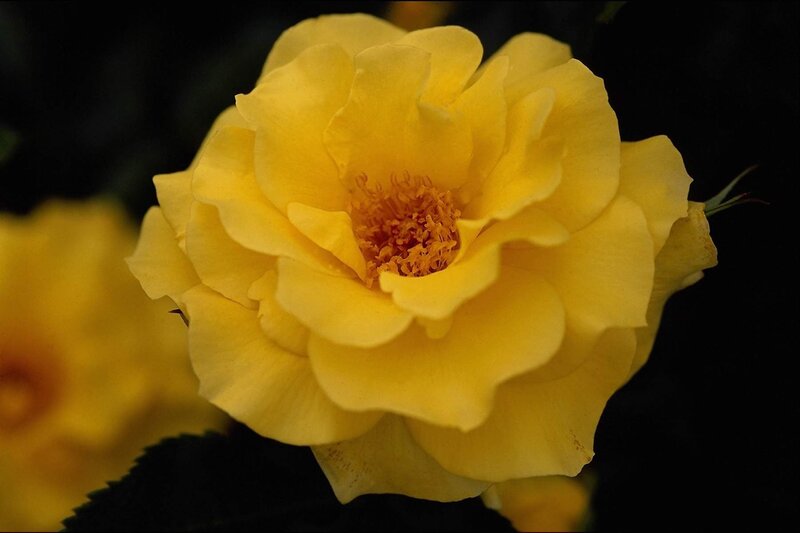 Yellow Rose Flower — Dramatic, Photograph, Petals, Stamen