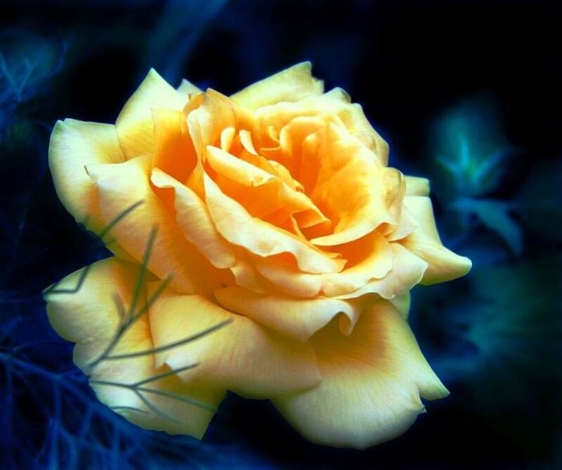 Yellow Rose Flower — Dramatic, Photograph, Petals, Stem