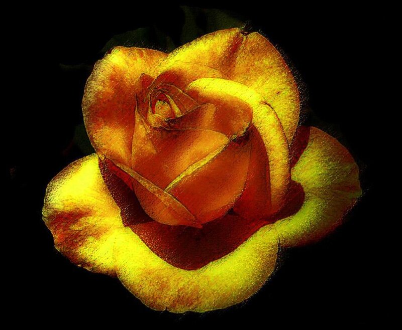 Yellow Rose Flower — Dramatic, Photograph, Petals