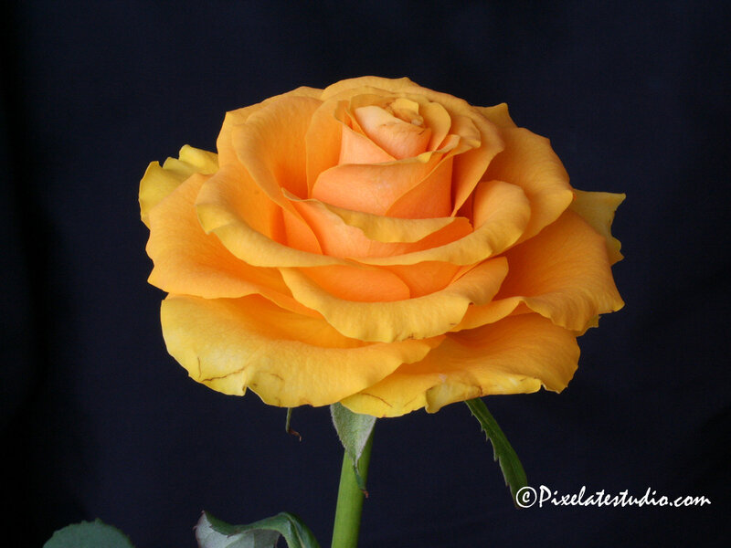 Yellow Rose Flower — Dramatic, Photograph, Stem, Leaf, Dark Background