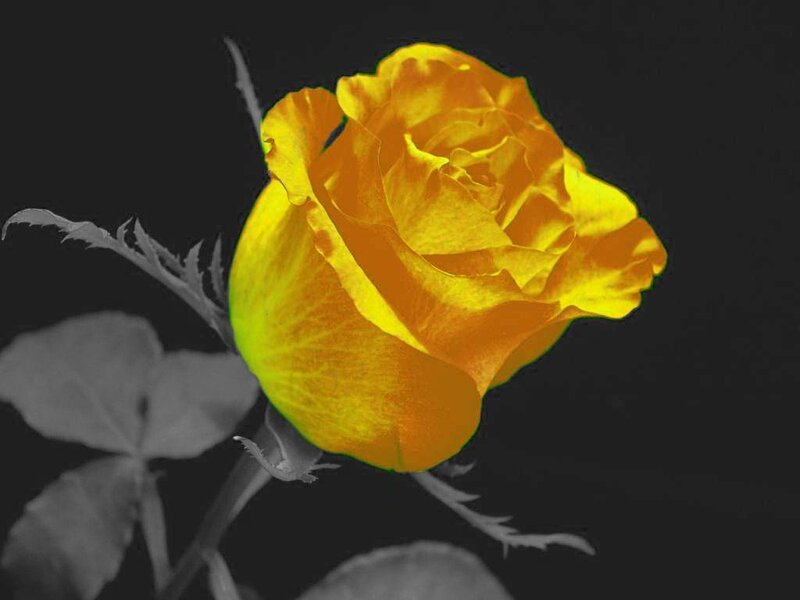 Yellow Rose Flower — Dramatic, Photograph, Stem, Leaf, Thorn